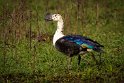 142 Zuid Pantanal, amerikaanse knobbeleend